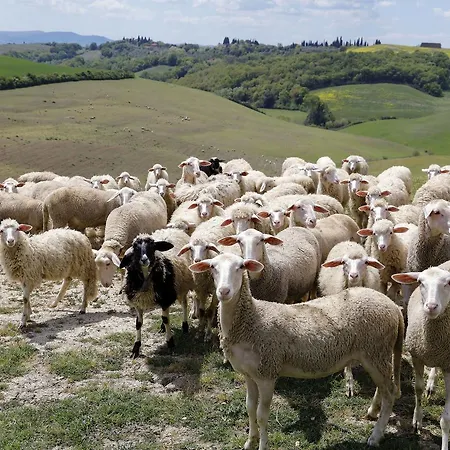 Ferranesi *